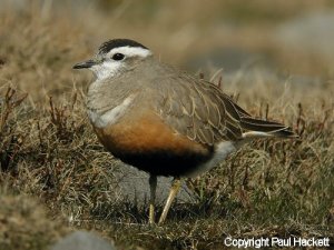 Dotterel ( Female)