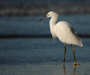 snowy egret upright