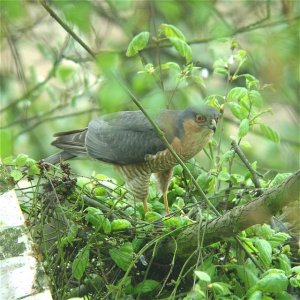 Garden Sparrowhawk