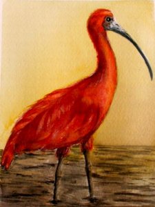 Scarlet Ibis