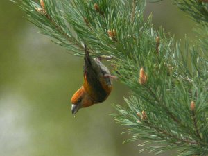 Crossbill (male)