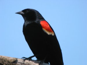 Red-Wing Black Bird