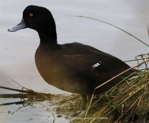 New Zealand Scaup Black Teal