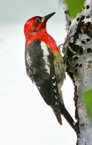 Red-breasted Sapsucker