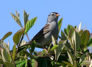 White-crowned Sparrow