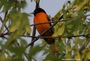 Baltimore Oriole