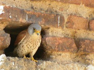 Lesser Kestrel