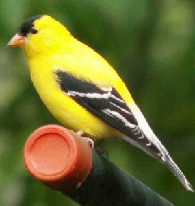 Am. goldfinch