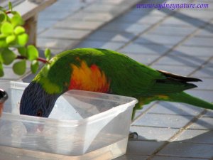 Rainbow Lorikeet