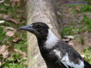 Adolescent Magpie