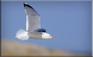 Common Seagull