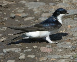 House Martin