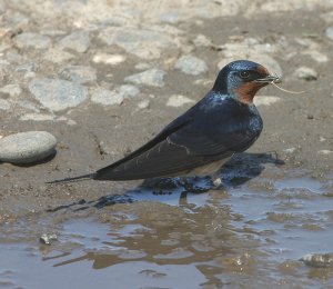 Barn Swallow