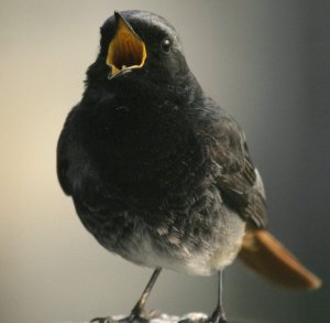 Black Redstart