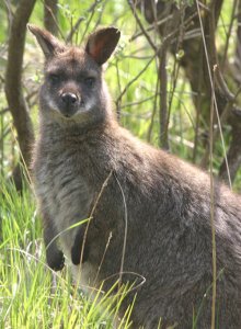 Red-necked Wallaby