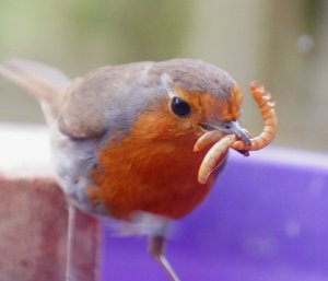 Robin 3 worms!