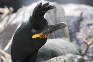 European Shag