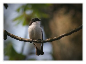 Pied Flycatcher