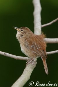 house wren