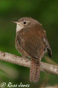 house wren