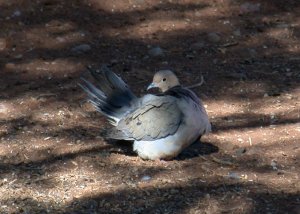 dove, with head twisted backwards