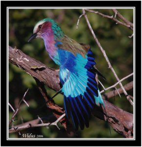 Lilac-breasted Roller