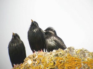 Spotless starling