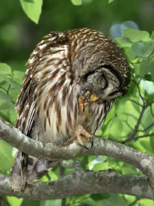 Barred Owl Grooming