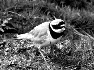 Ringed Plover