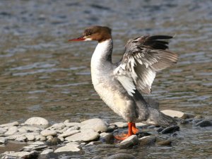 Red head Goosander