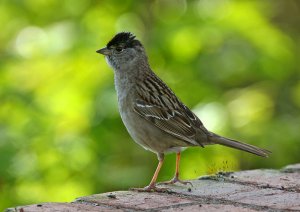 Golden-crowned Sparrow