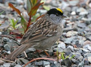 Golden-crowned Sparrow