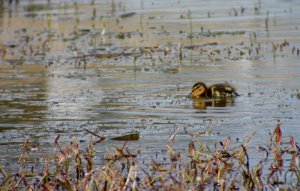 Mallard Duckling