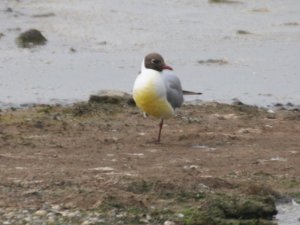 Black-headed Gull Yellow Breast