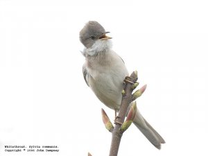 Whitethroat on-white