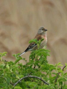 Linnet