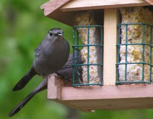 Gray Catbirds at Feeder