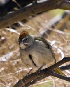 Green -Tailed Towhee