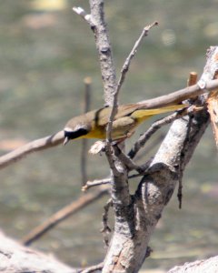 Common Yellowthroat