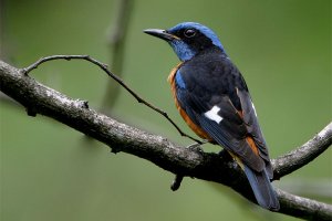 Blue-capped Rock Thrush