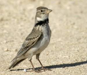 Calandra Lark