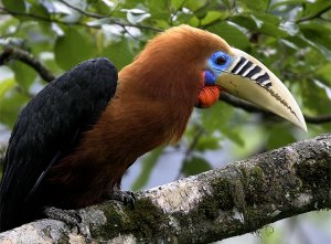 Rufous-necked Hornbill