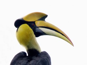 Great Hornbill