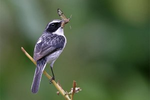 Grey Bushchat