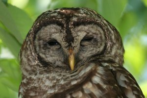 Barred Owl Napping