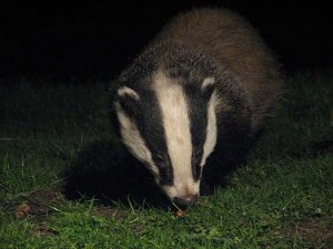 Badger