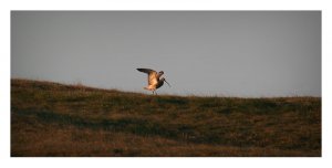 Curlew Landing