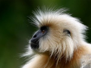 Golden langur