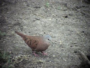 Ruddy Ground-Dove