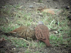 Ruddy Ground-Dove pair